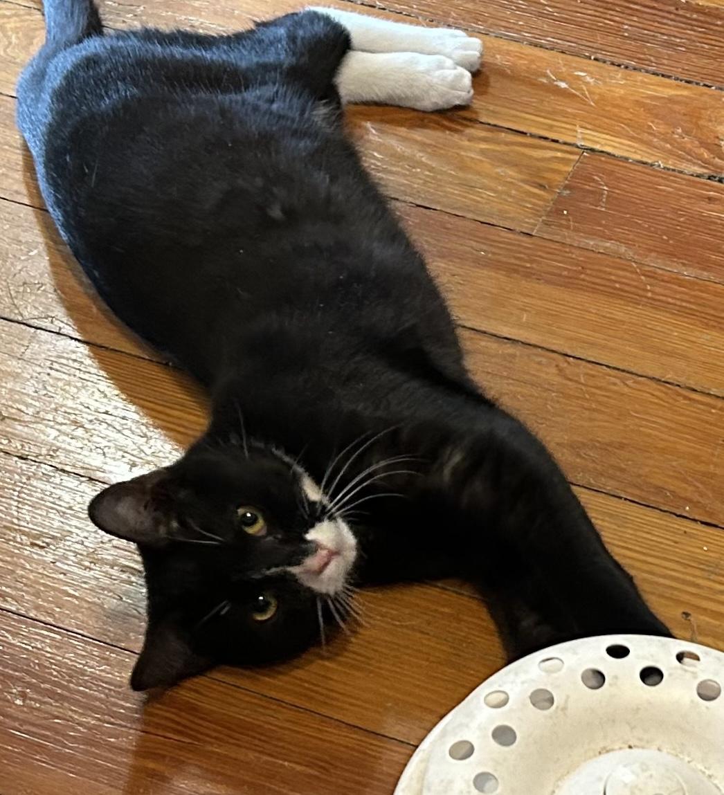 Enlarge Sonic, a Adoptable Tuxedo in Bayonne, NJ image 2/5