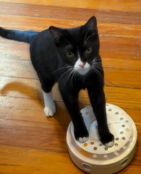 Enlarge Sonic, a Adoptable Tuxedo in Bayonne, NJ image 3/5