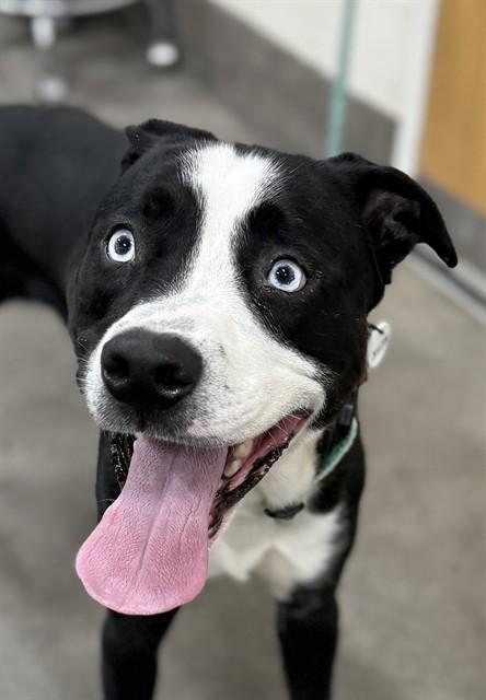 Enlarge REX, a Adoptable Pit Bull Terrier in Upper Marlboro, MD image 1/1