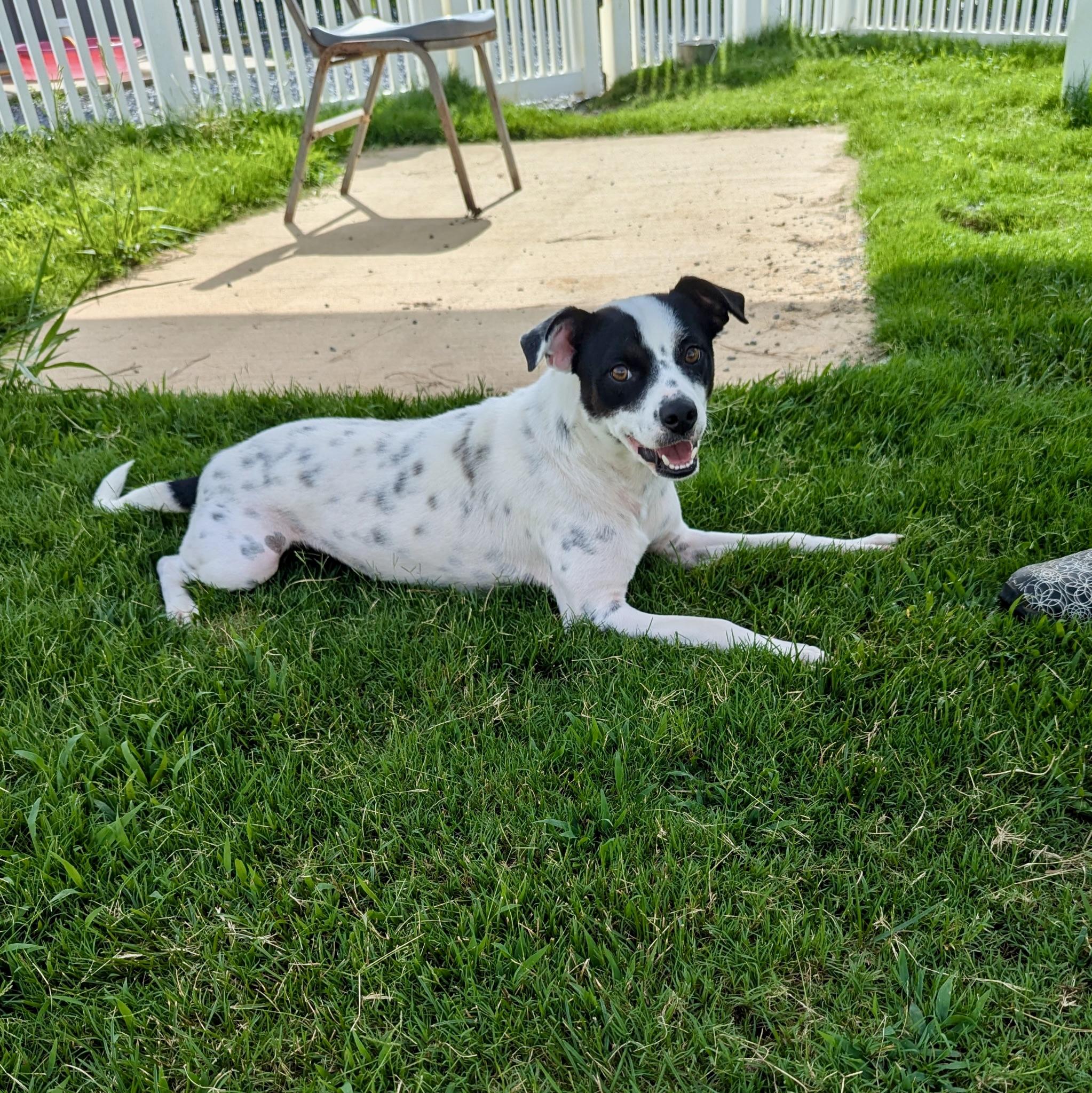 Ruby, a Adoptable mixed breed in Paramus, NJ image 2/6