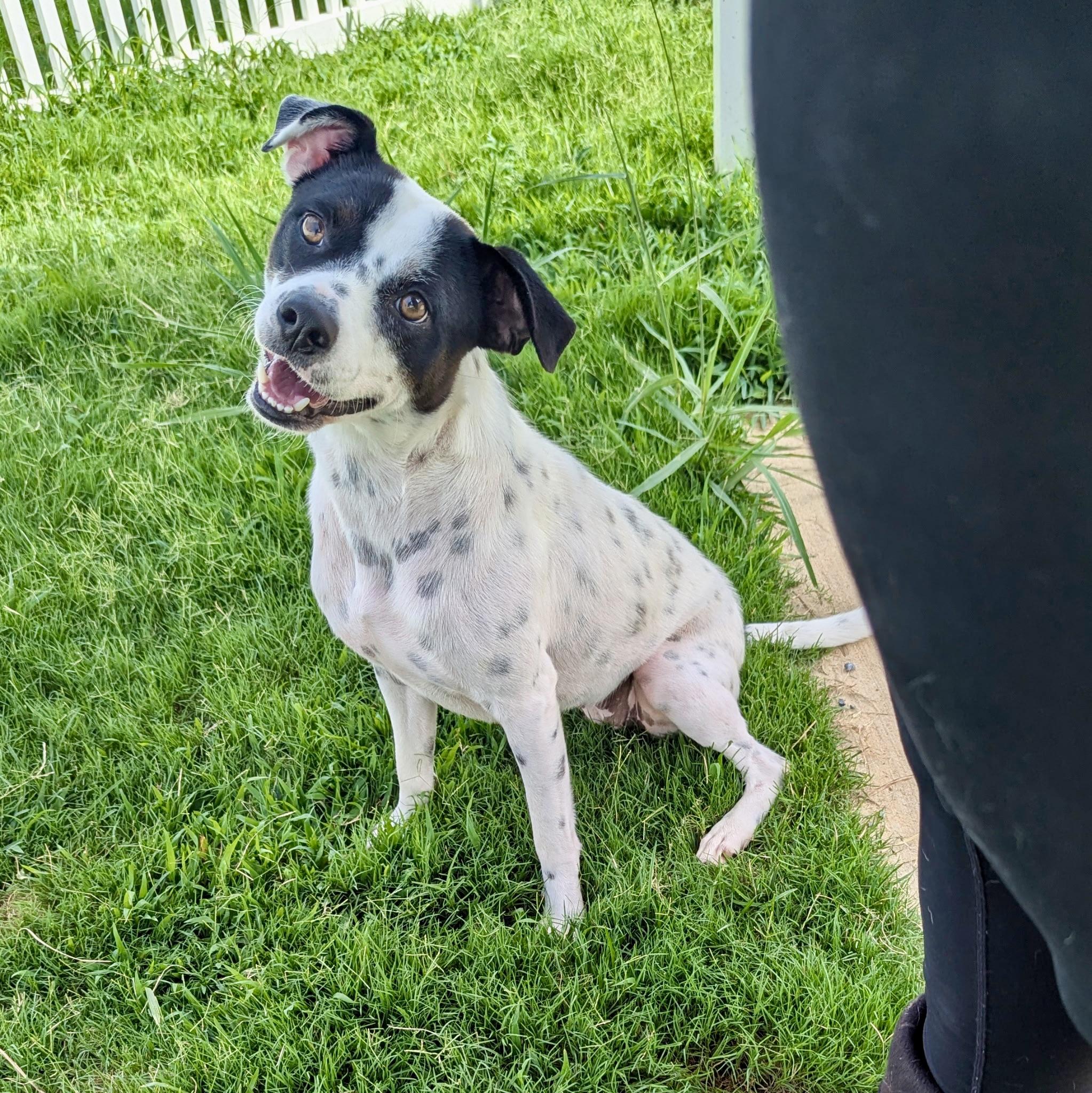 Ruby, Adoptable, Adult Female Australian Shepherd.