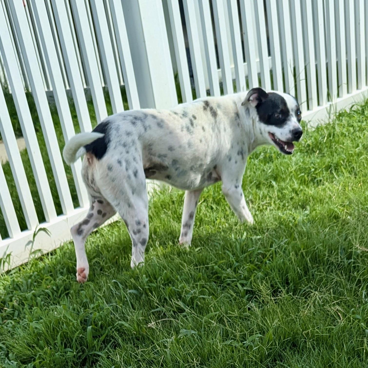 Ruby, a Adoptable mixed breed in Paramus, NJ image 4/6