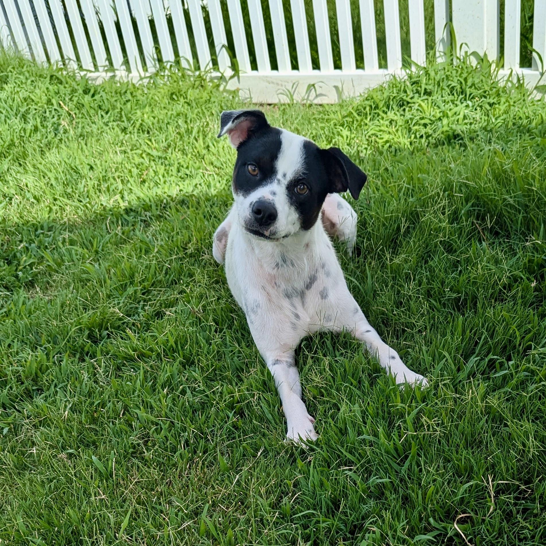 Ruby, a Adoptable mixed breed in Paramus, NJ image 3/6