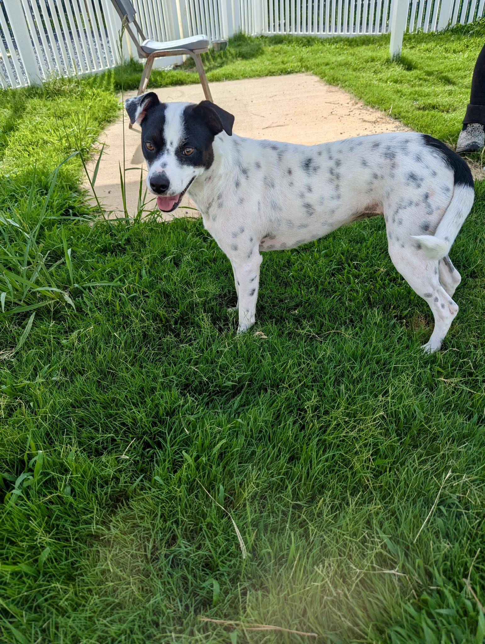 Ruby, a Adoptable mixed breed in Paramus, NJ image 5/6