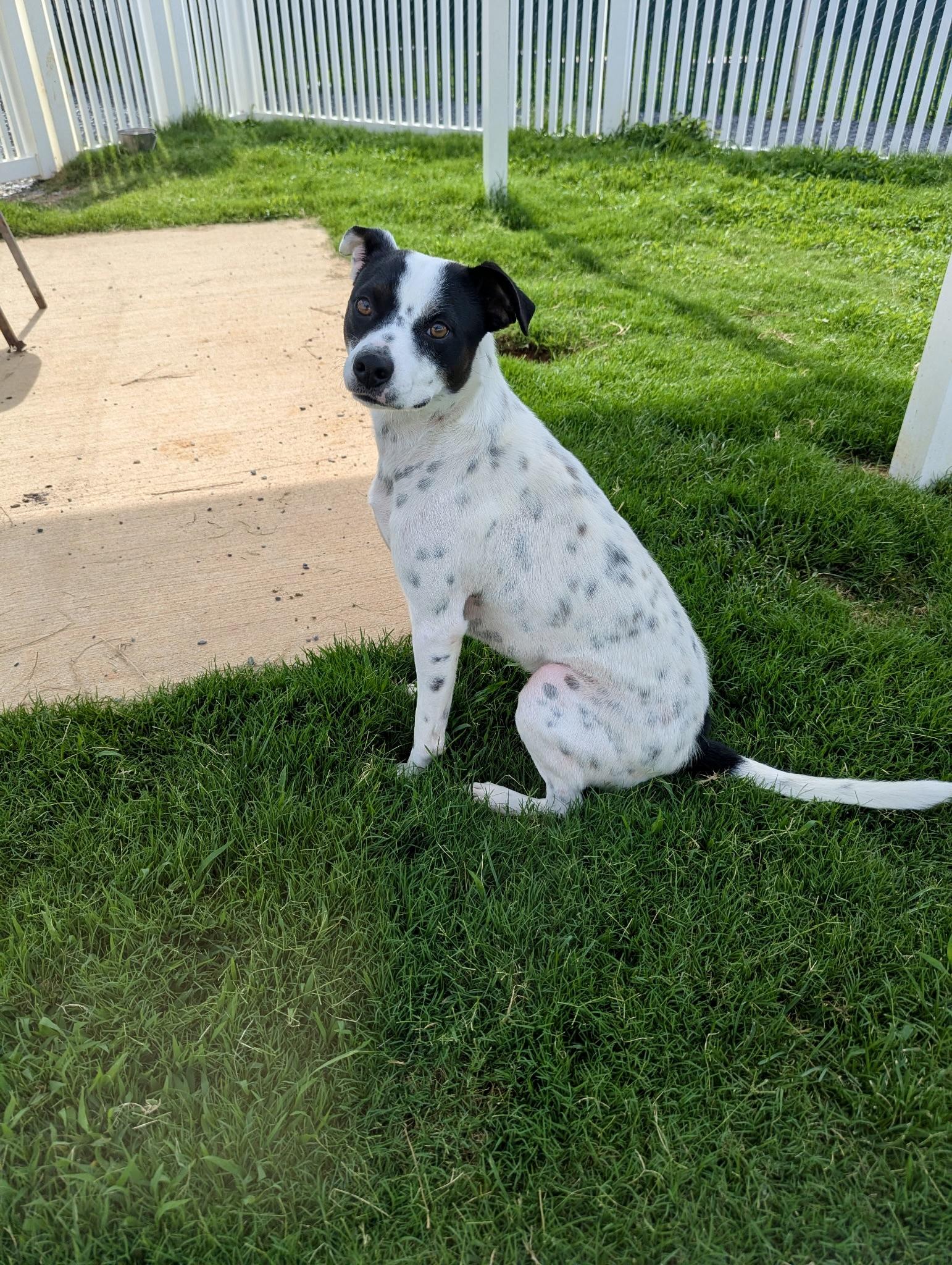 Ruby, a Adoptable mixed breed in Paramus, NJ image 6/6