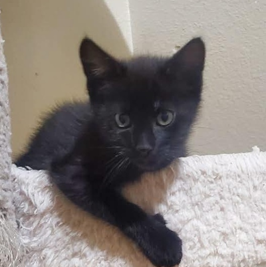 Voodoo, a ADOPTABLE Domestic Short Hair in Sedalia, MO image 1/2