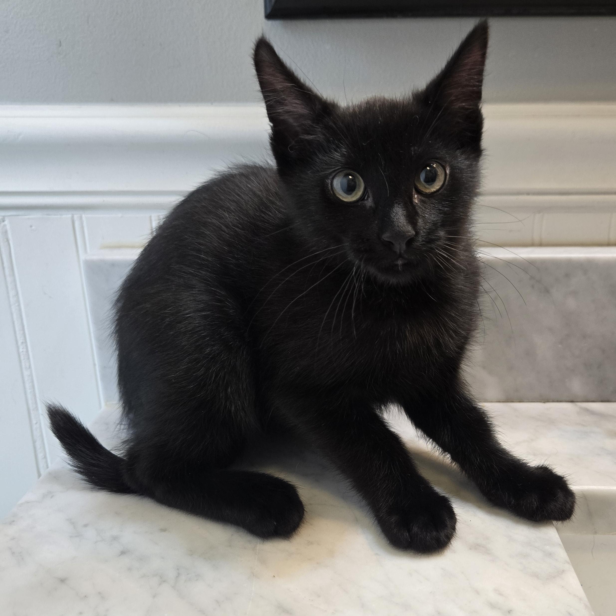 Voodoo, a ADOPTABLE Domestic Short Hair in Sedalia, MO image 2/2