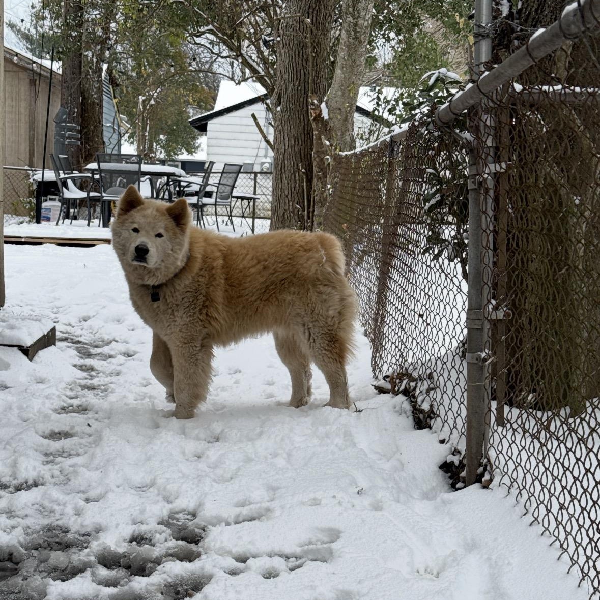 Enlarge Sunny, a Adoptable mixed breed in Bethesda, MD image 5/5