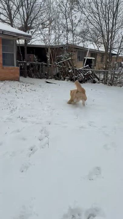 Enlarge Sunny, a Adoptable mixed breed in Bethesda, MD video 4/5