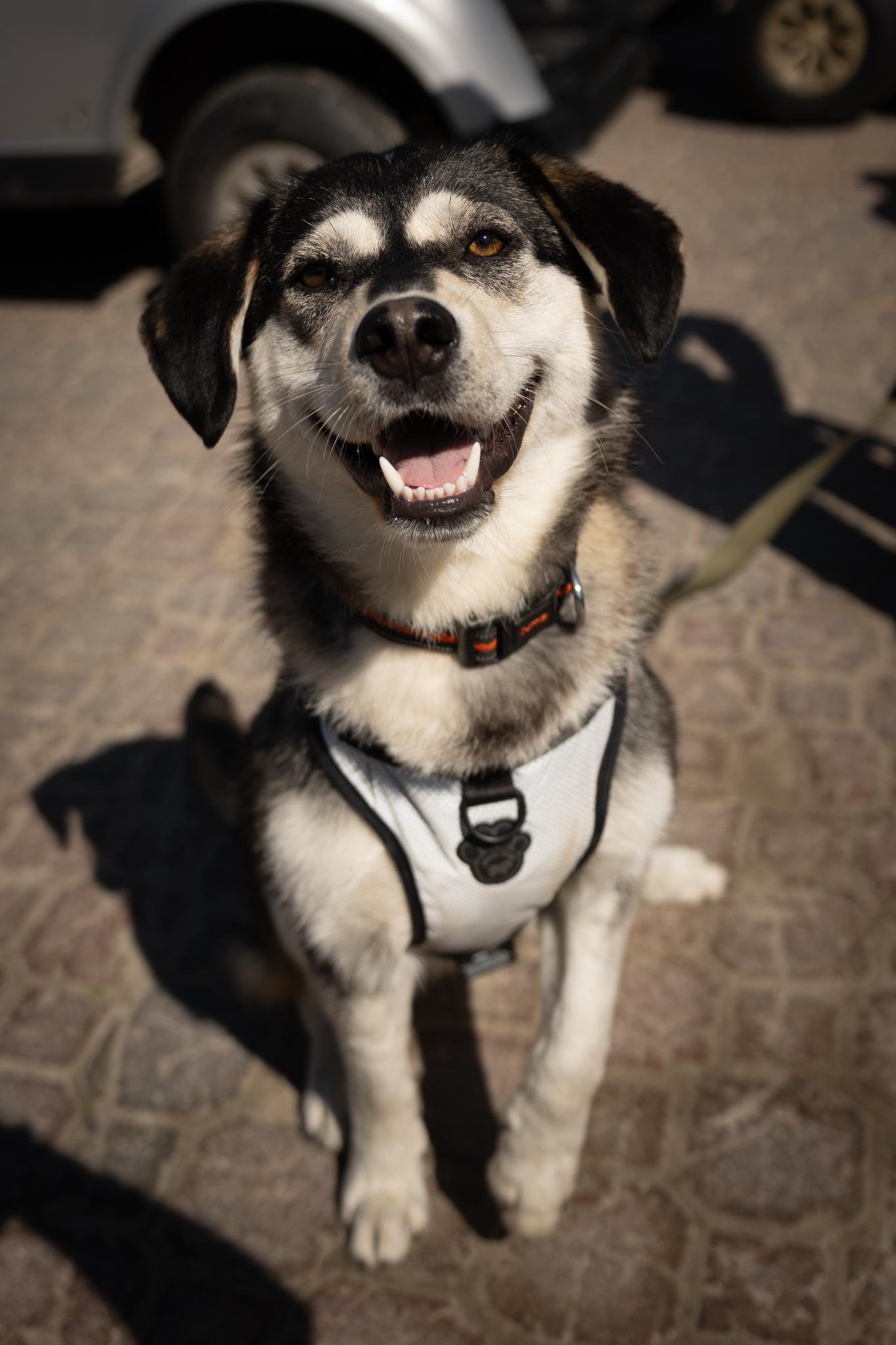 Zorro, an adoptable Husky in Hawkestone, ON, L0L 1T0 | Photo Image 1