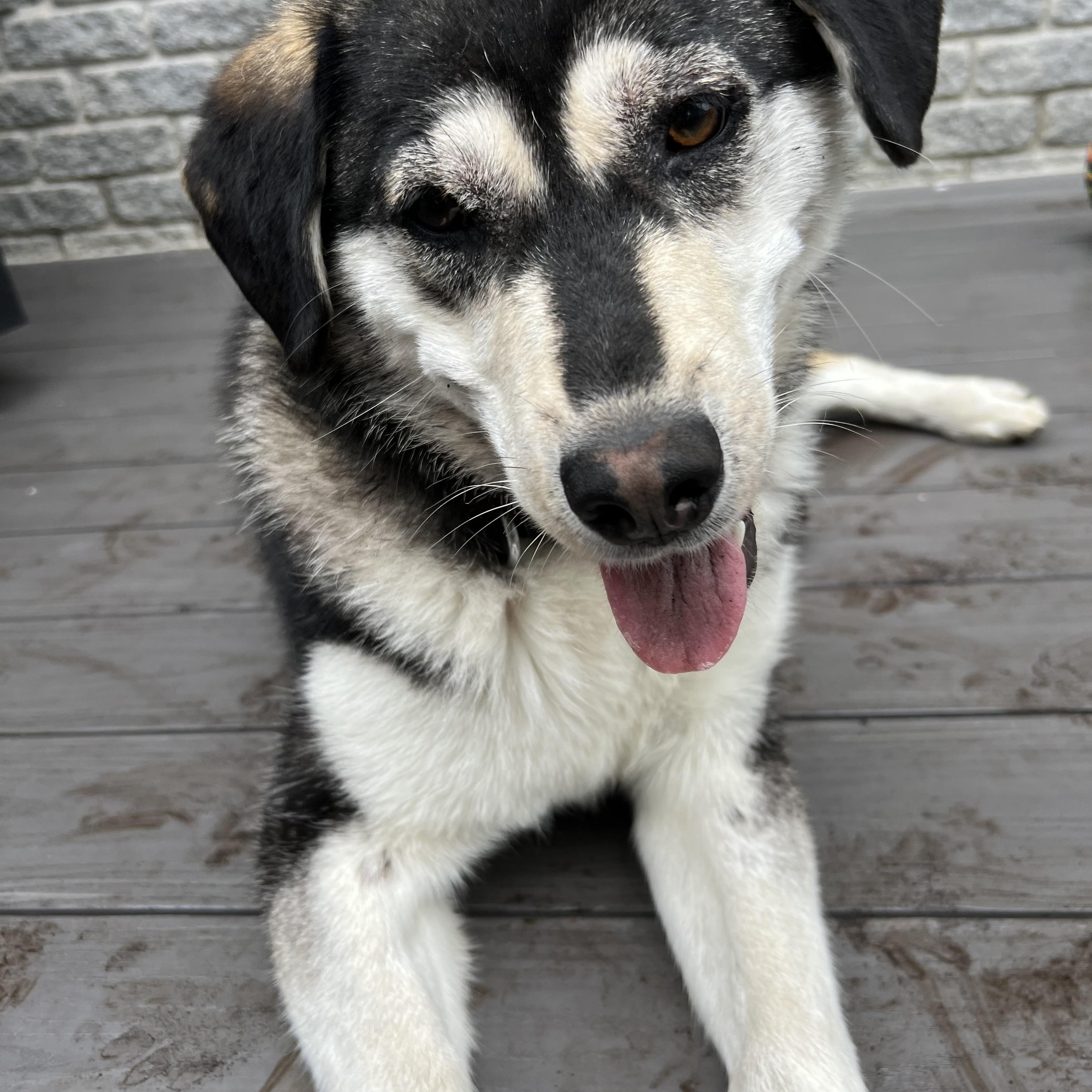 Zorro, an adoptable Husky in Hawkestone, ON, L0L 1T0 | Photo Image 4
