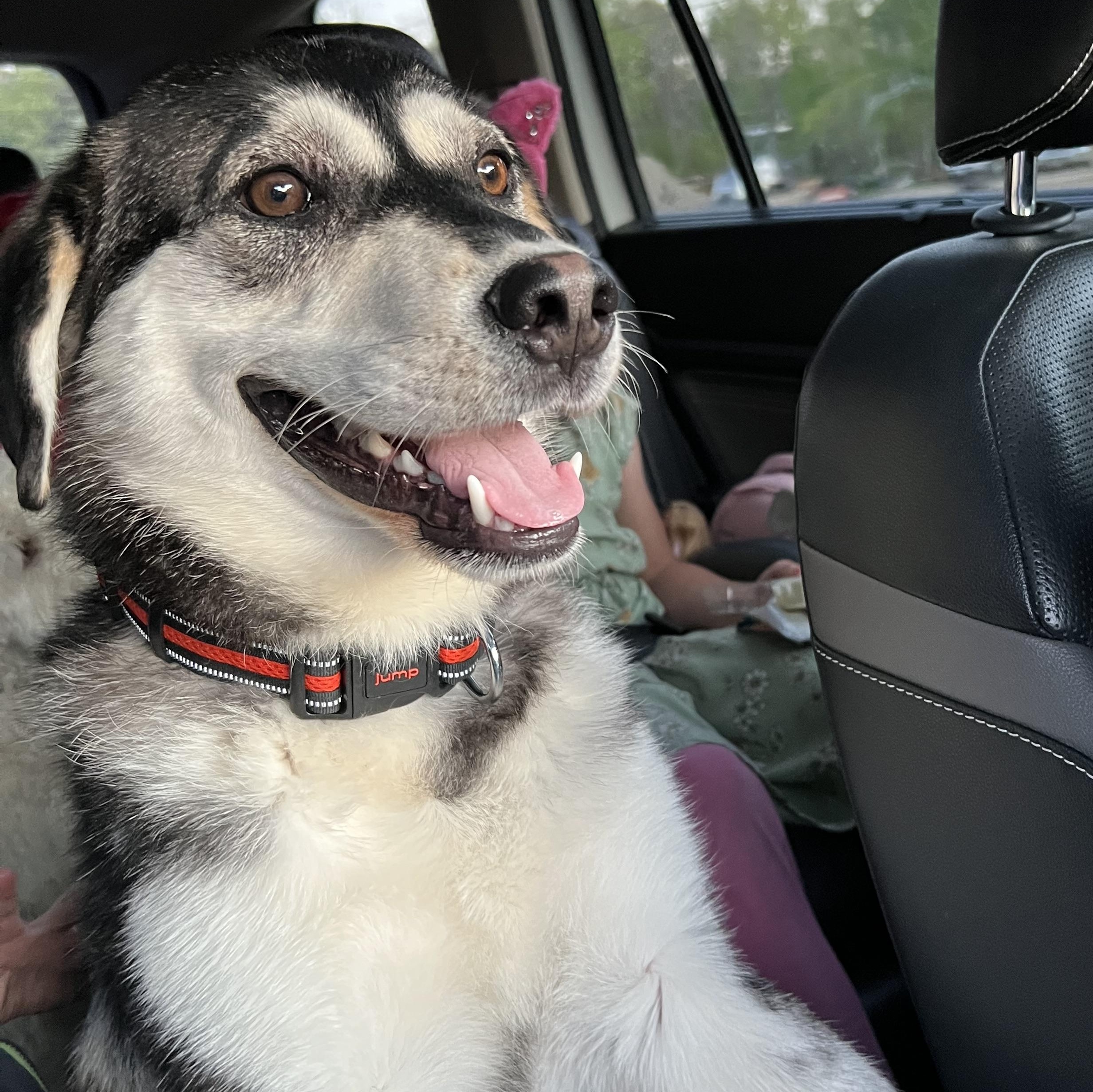 Zorro, an adoptable Husky in Hawkestone, ON, L0L 1T0 | Photo Image 5