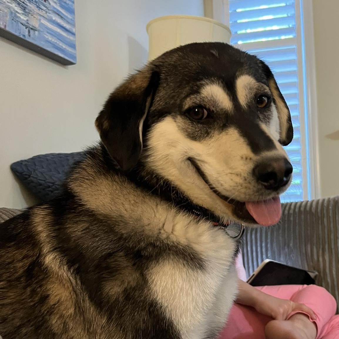 Zorro, an adoptable Husky in Hawkestone, ON, L0L 1T0 | Photo Image 6