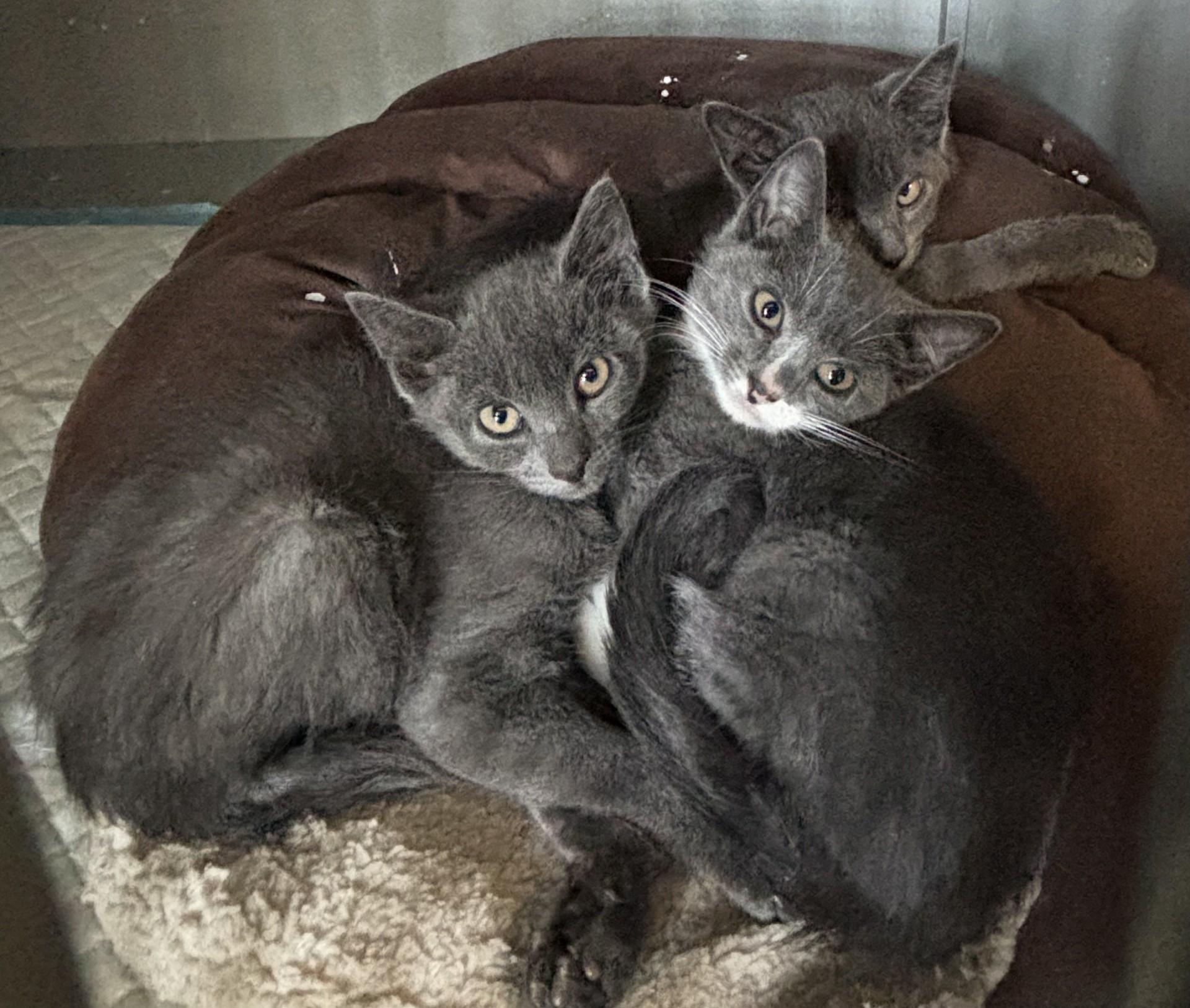Monet (f), Picasso (m), Dali (m), ADOPTABLE, Kitten Male Domestic Short Hair.