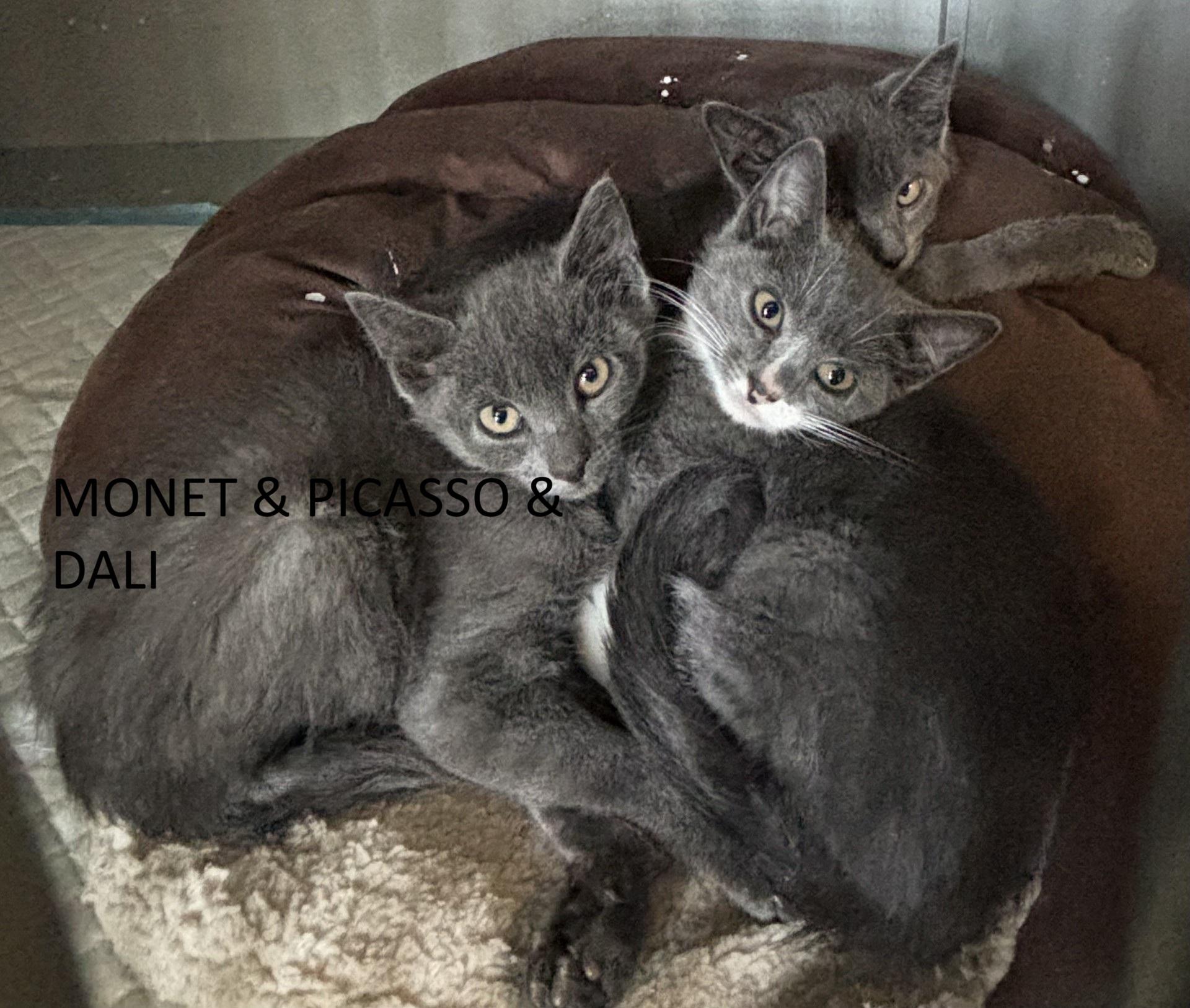 Enlarge Monet (f), Picasso (m), Dali (m), an adopted Domestic Short Hair in Vernon, NJ image 3/3