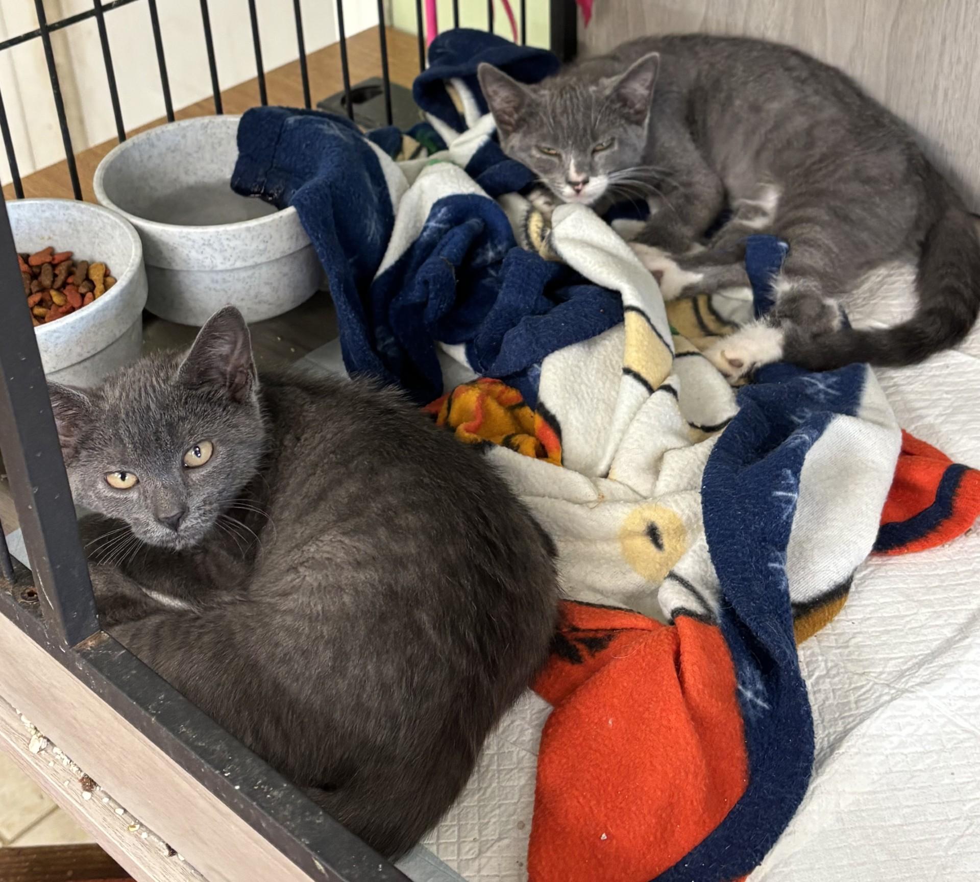 Monet (f), Picasso (m), Dali (m), adopted, Kitten Female Domestic Short Hair.