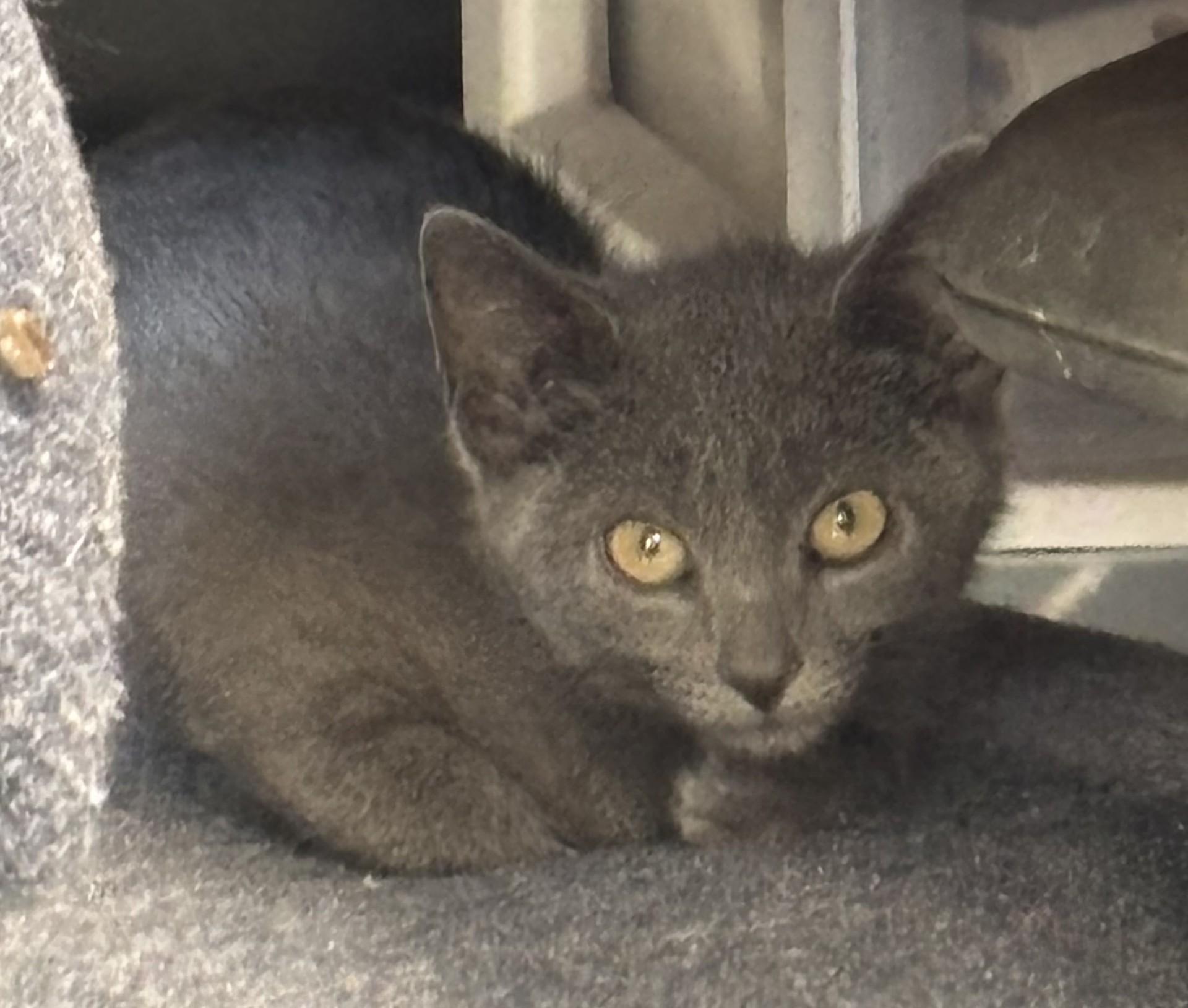 Enlarge Monet (f), Picasso (m), Dali (m), an adopted Domestic Short Hair in Vernon, NJ image 2/3