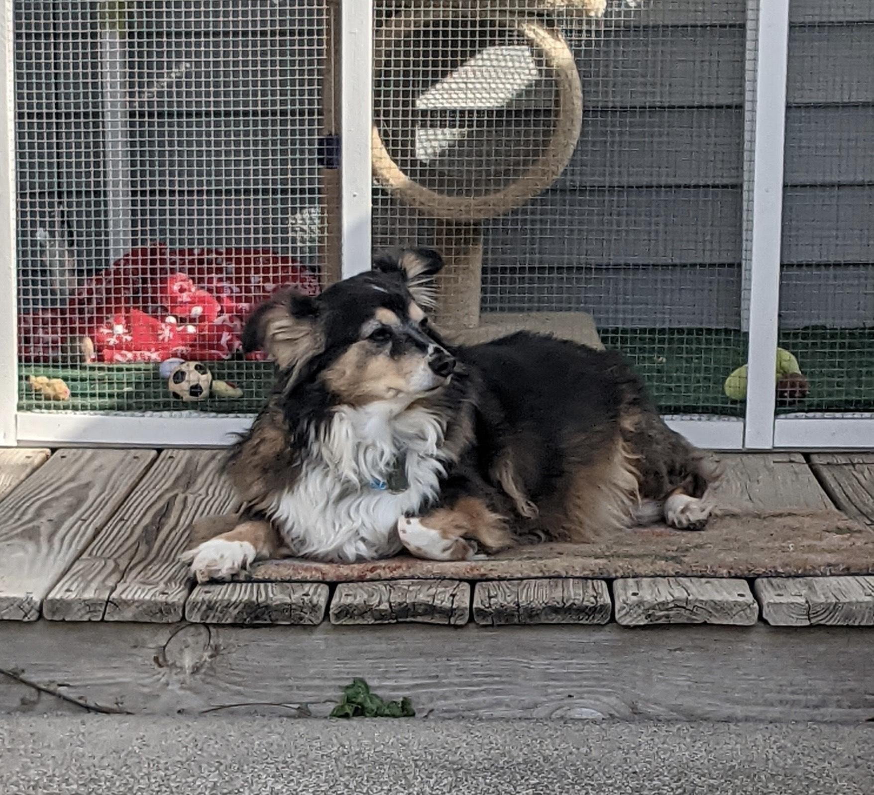 Emily, ADOPTABLE, Adult Female Australian Shepherd & Chihuahua.