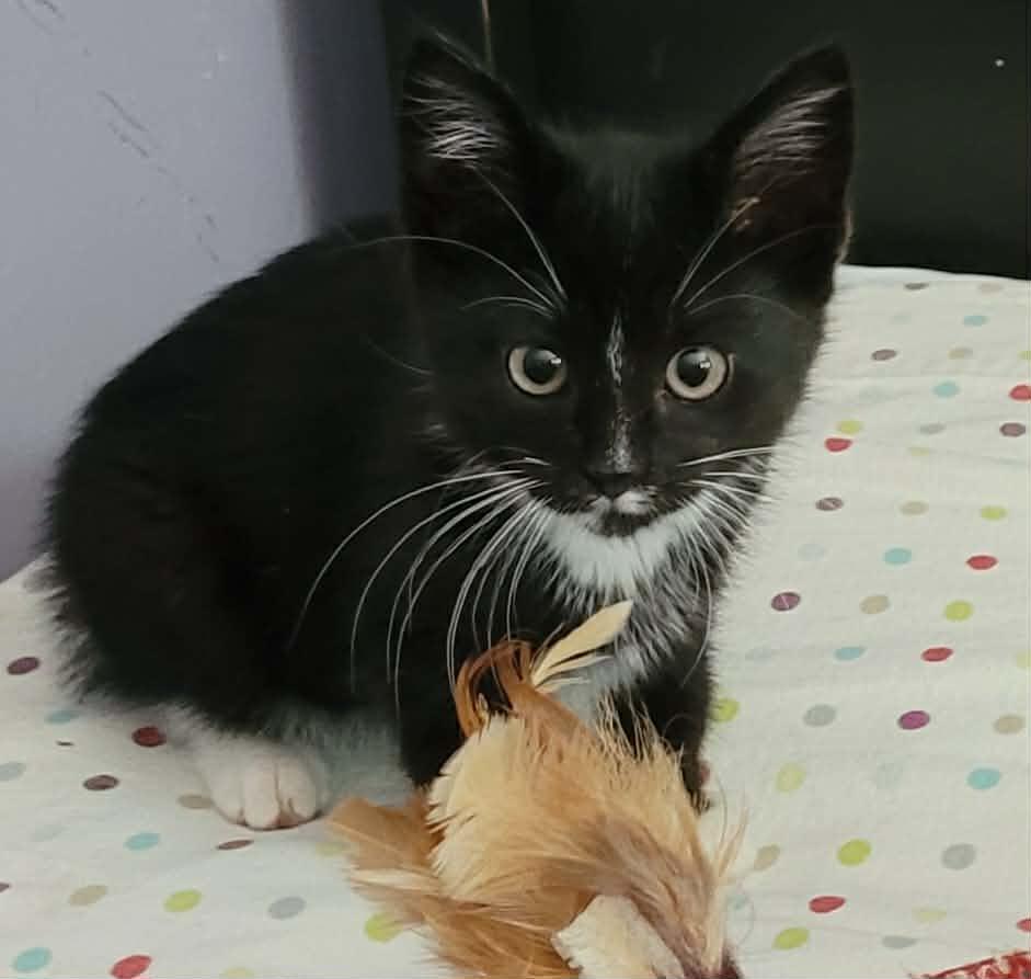 Fig, adopted, Kitten Male Domestic Short Hair.