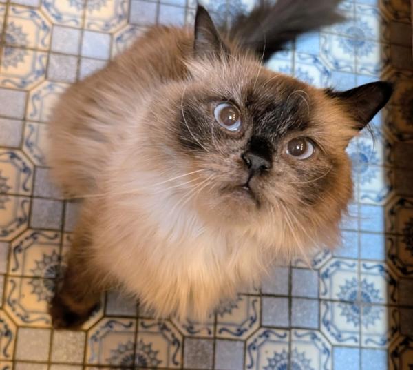 GINA, adopted, Adult Female Himalayan.