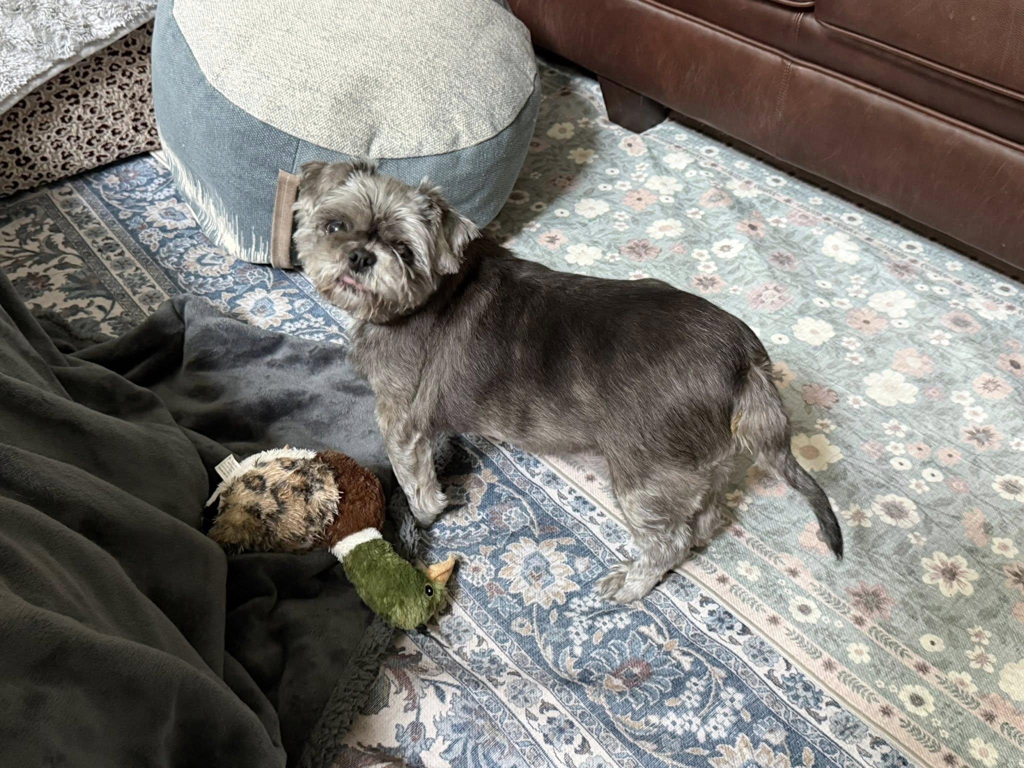 Charlie Brown, adopted, Adult Male Shih Tzu.
