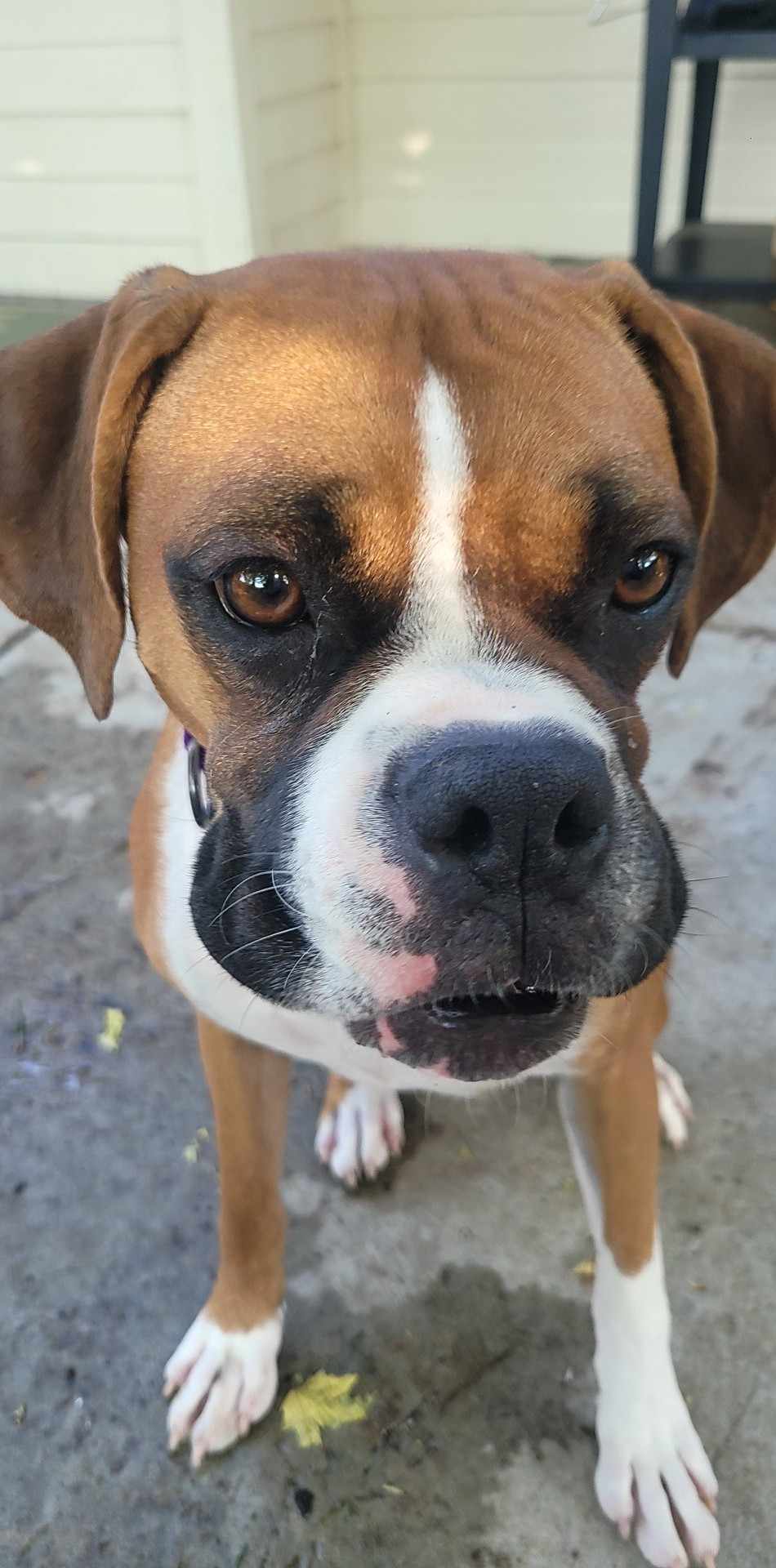 DAISY