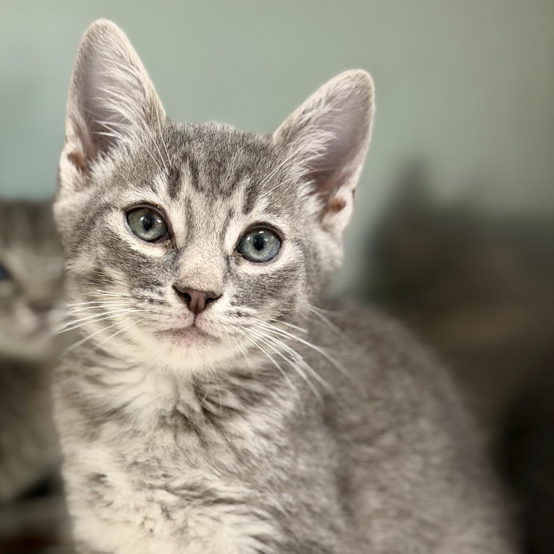 Manny, adopted, Kitten Male Domestic Short Hair.