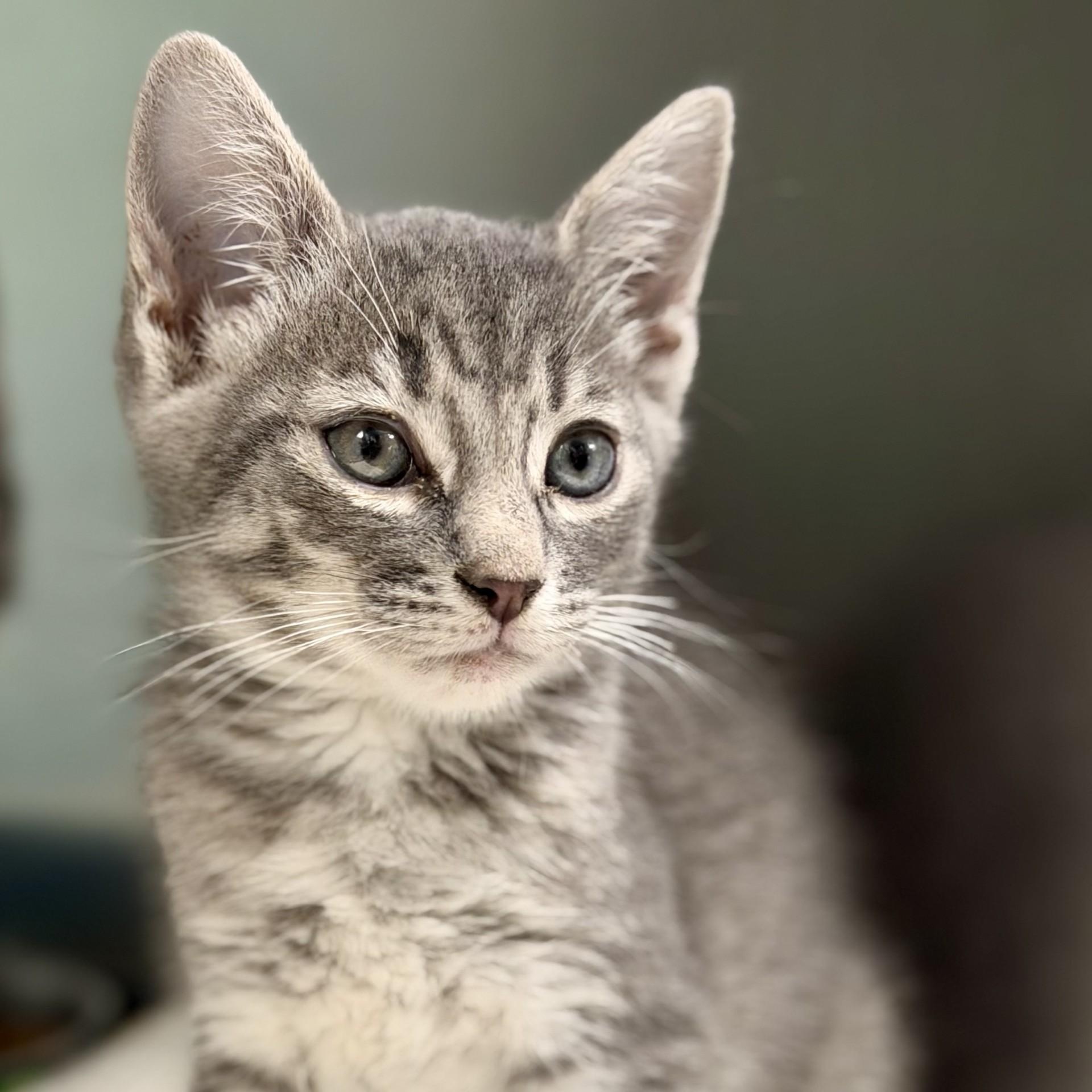 Enlarge Manny, an adopted Domestic Short Hair in Jackson, NJ image 2/2