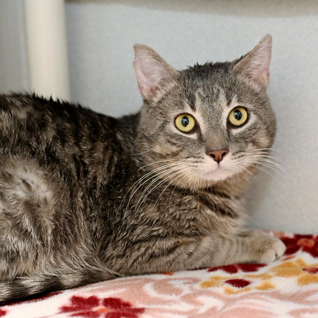 Enlarge Sir Whiskers, a Adoptable mixed breed in Shoreline, WA image 1/1