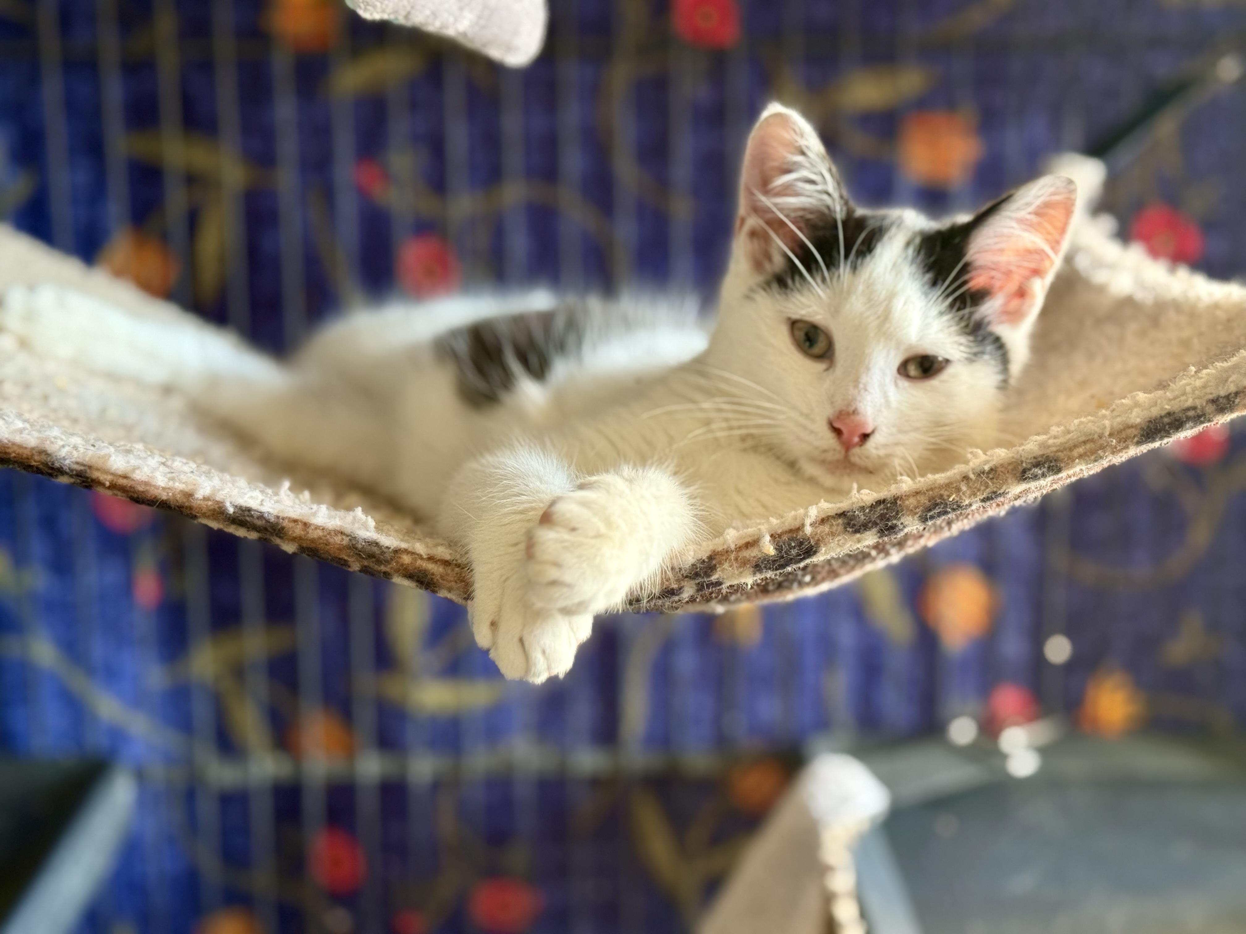 Enlarge Blackaroni and Cheese (Bonded pair), an adopted Domestic Short Hair in Oak Park, MI image 5/6