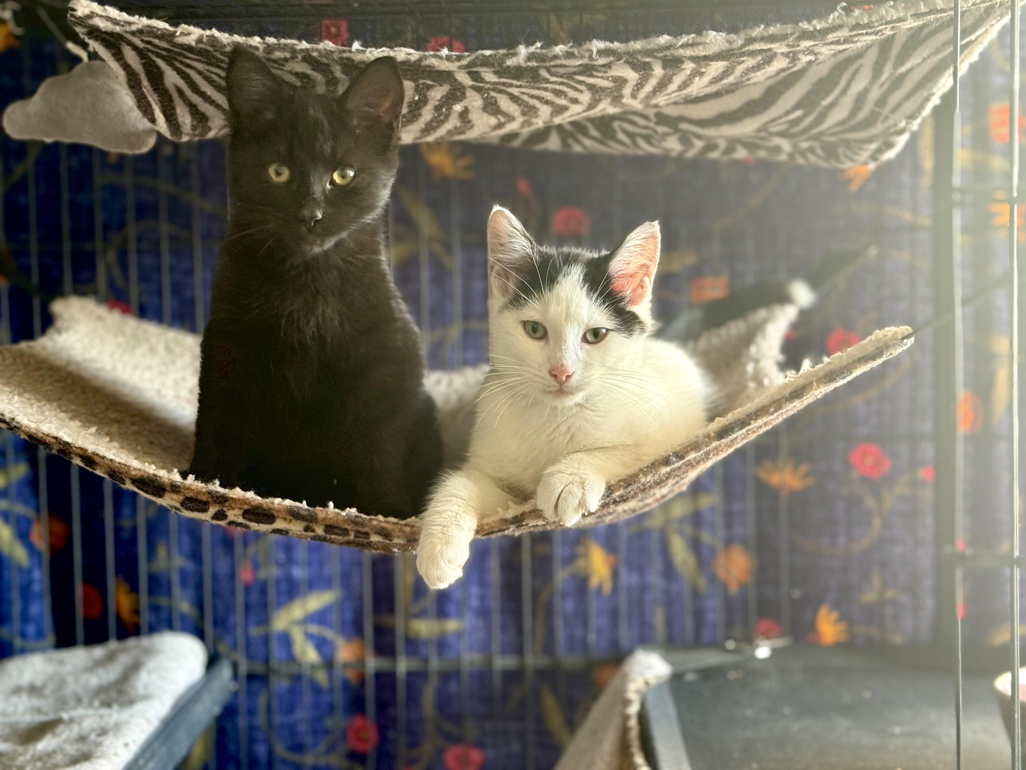 Enlarge Blackaroni and Cheese (Bonded pair), an adopted Domestic Short Hair in Oak Park, MI image 6/6