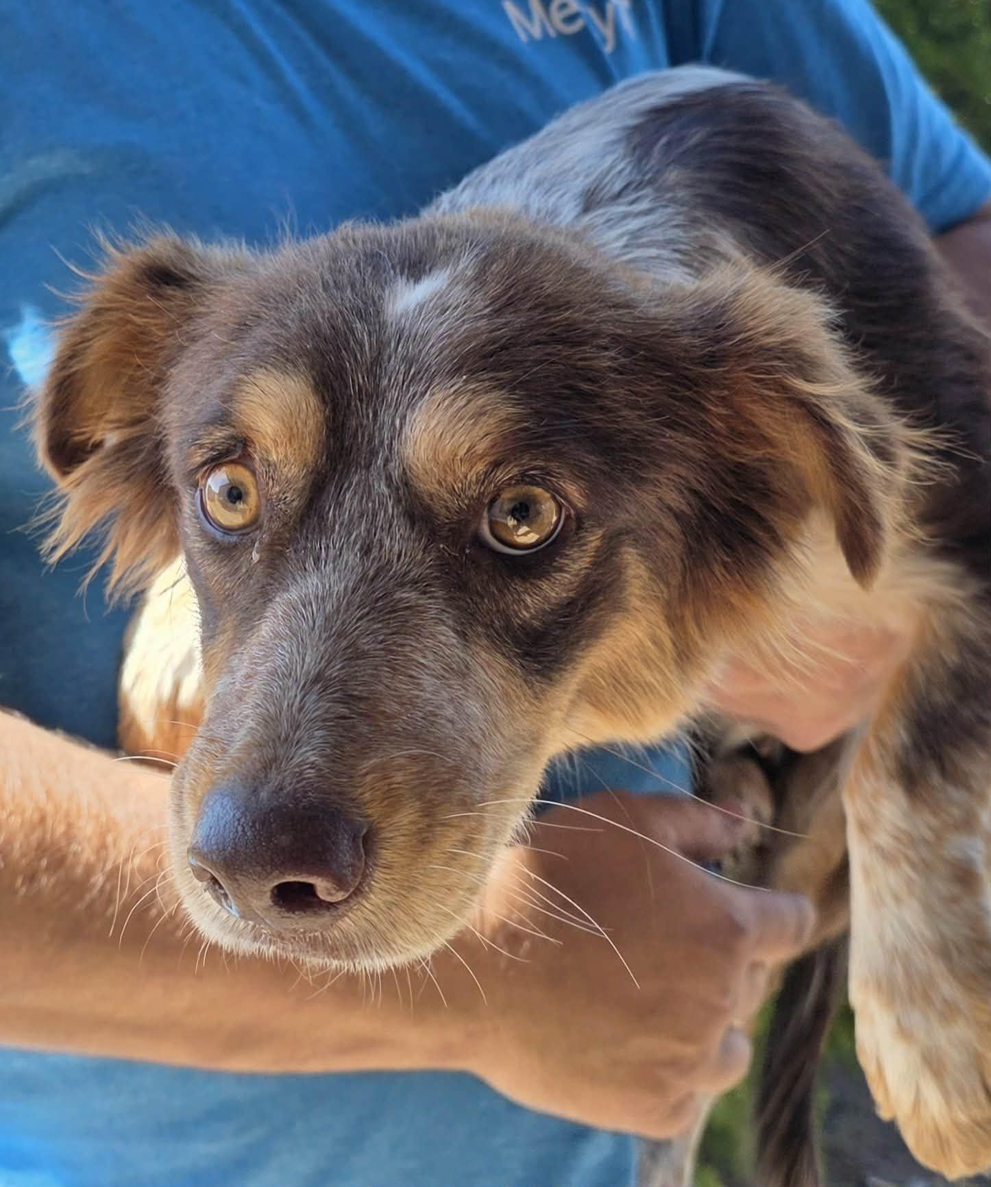 Satin, Adoptable, Young Female Australian Shepherd.