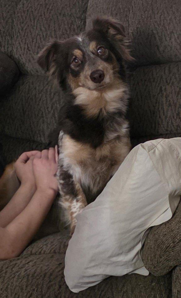 Enlarge Satin, a Adoptable Australian Shepherd in Minneapolis, MN image 2/3