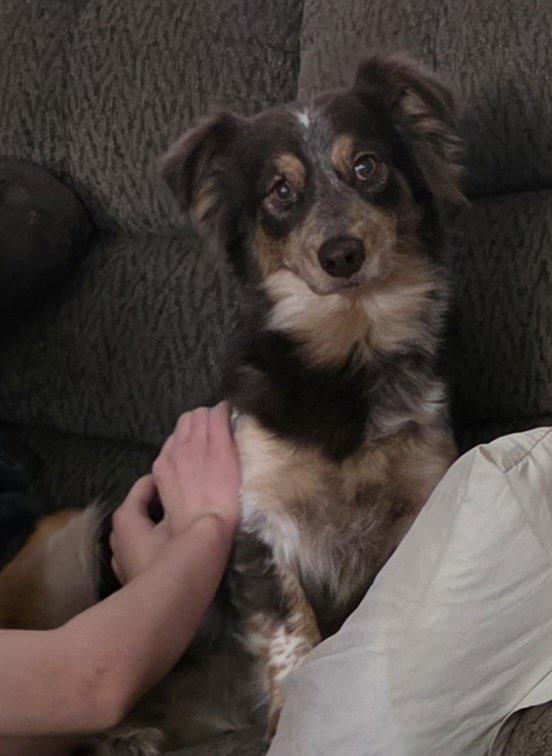 Enlarge Satin, a Adoptable Australian Shepherd in Minneapolis, MN image 3/3