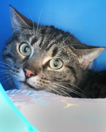 Enlarge Nova (In Foster), a Adoptable mixed breed in Fishers, IN image 1/3