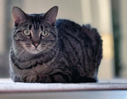 Enlarge Nova (In Foster), a Adoptable mixed breed in Fishers, IN image 2/3