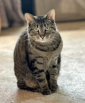 Enlarge Nova (In Foster), a Adoptable mixed breed in Fishers, IN image 3/3