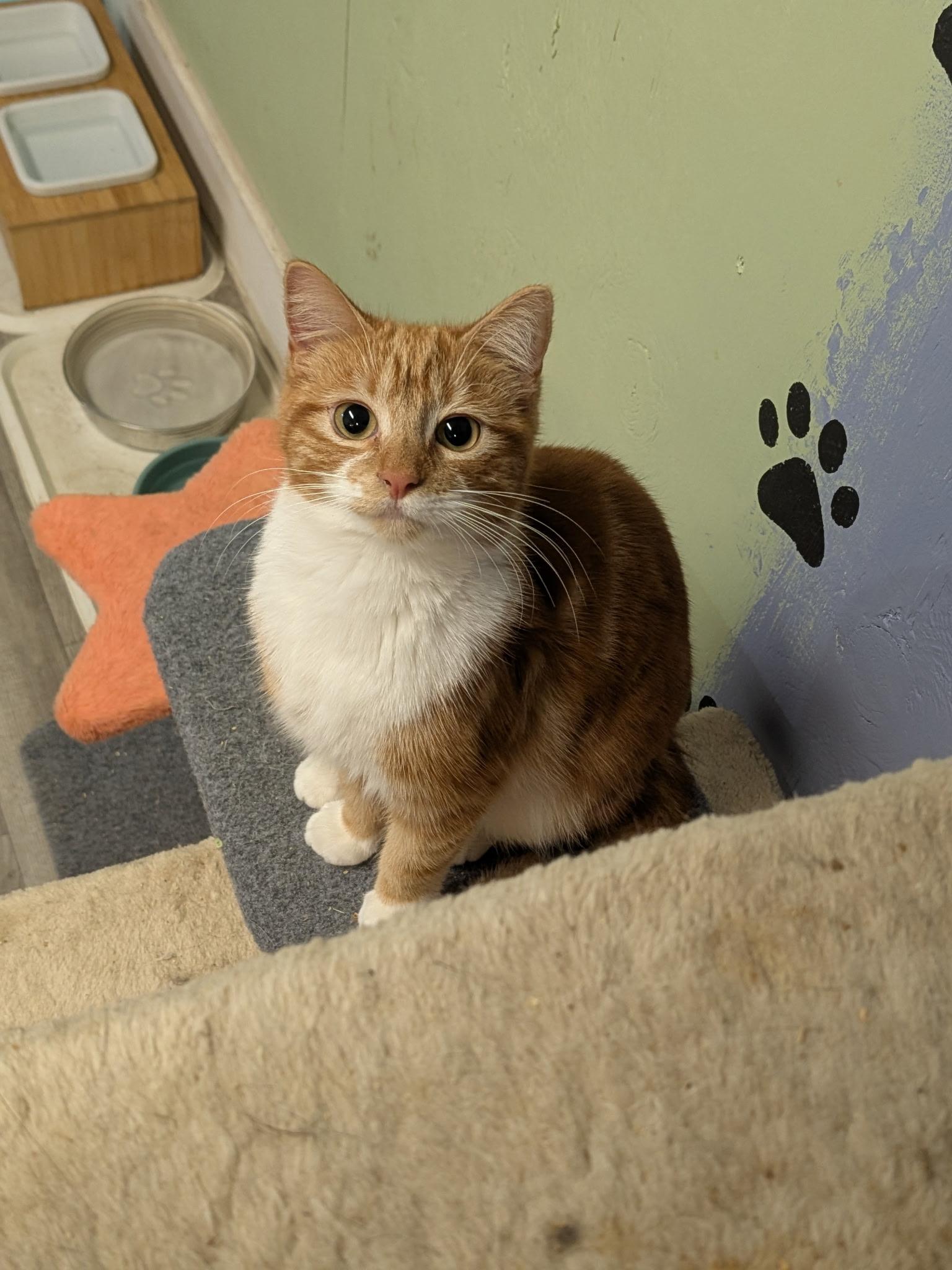 Curly, a Adoptable Domestic Short Hair in Rocky Ridge, MD image 3/3