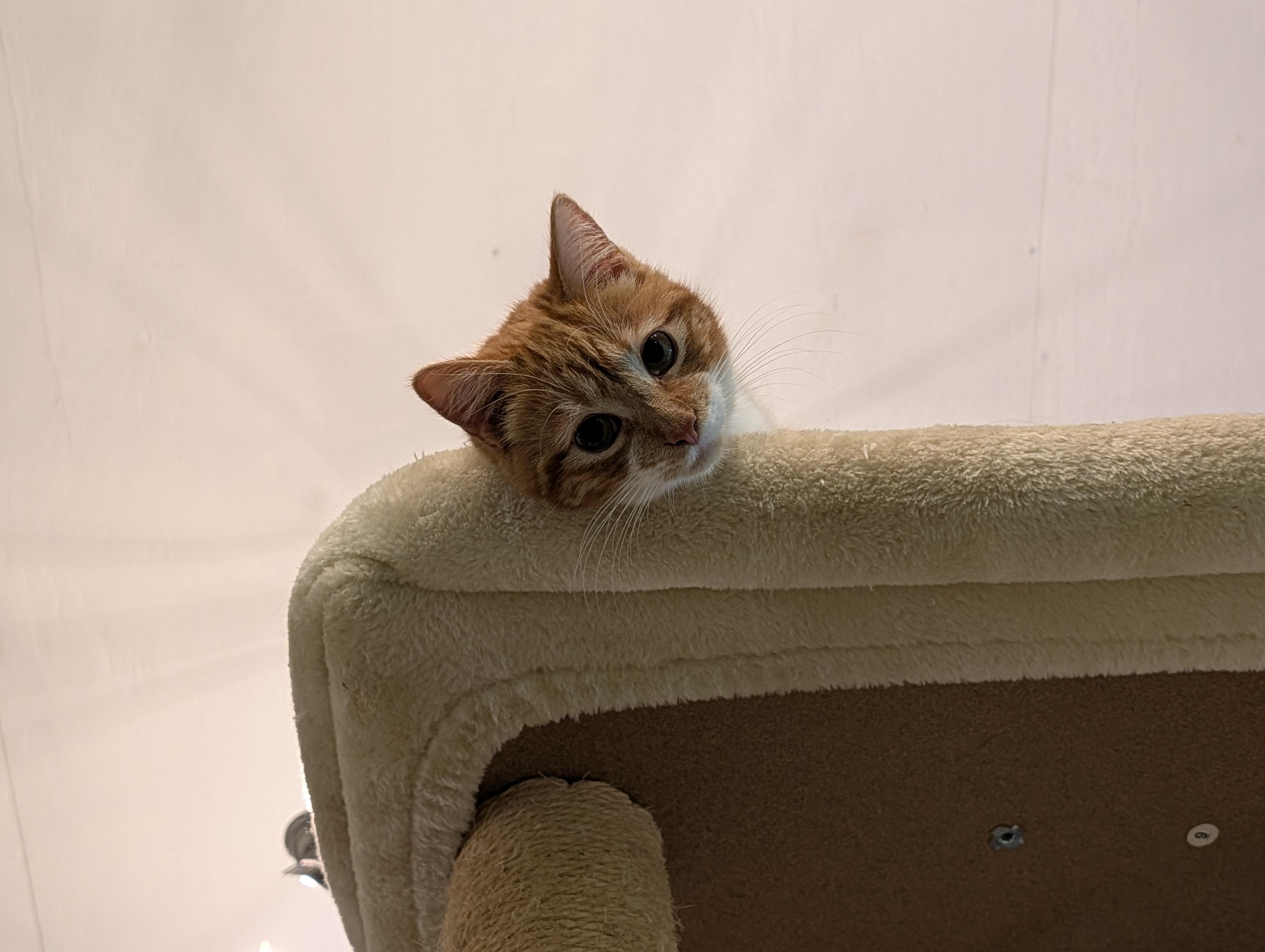 Curly, a Adoptable Domestic Short Hair in Rocky Ridge, MD image 2/3