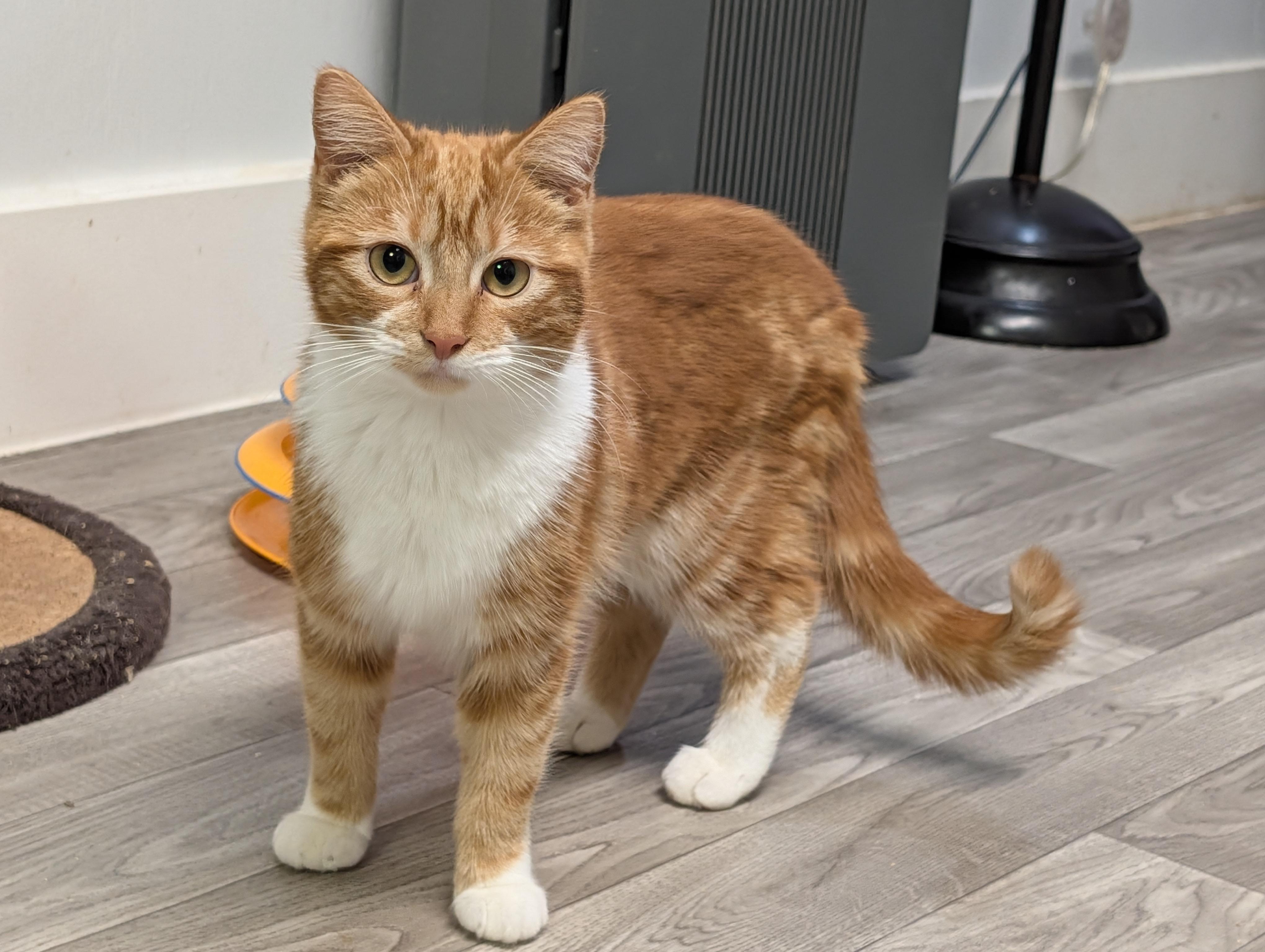 Curly, Adoptable, Young Female Domestic Short Hair.