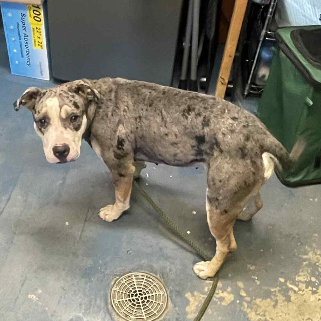 Enlarge Prada, a Adoptable Mixed Breed in Hamilton, GA image 1/6