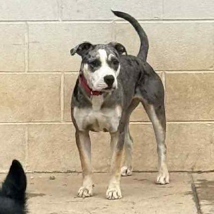 Enlarge Prada, a Adoptable Mixed Breed in Hamilton, GA image 3/6