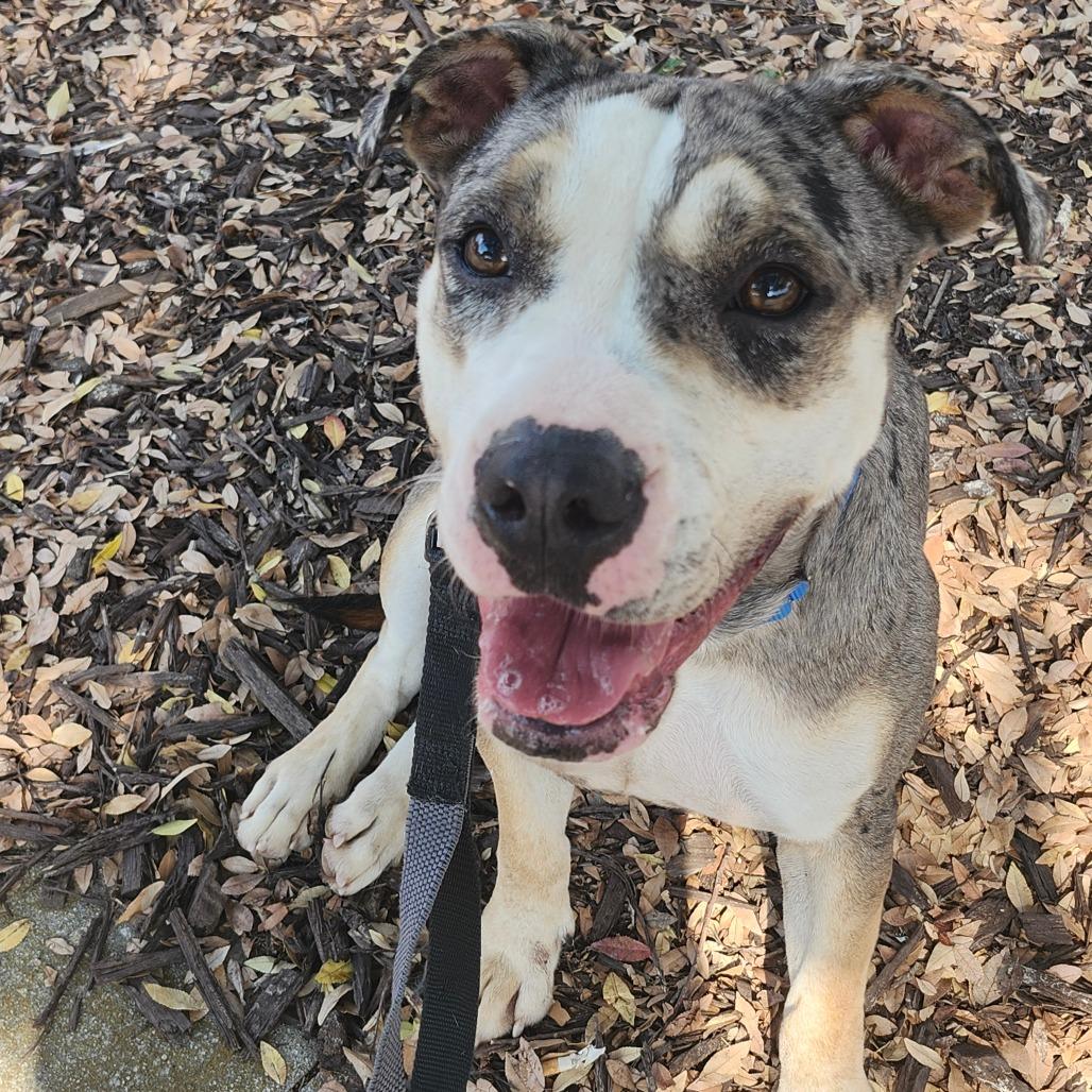 Enlarge Prada, a Adoptable Mixed Breed in Hamilton, GA image 4/6