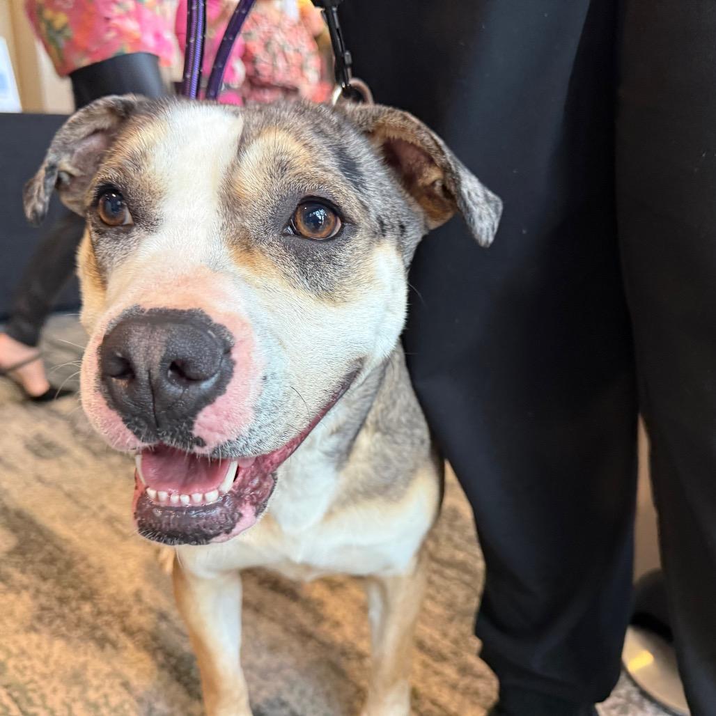 Enlarge Prada, a Adoptable Mixed Breed in Hamilton, GA image 4/6