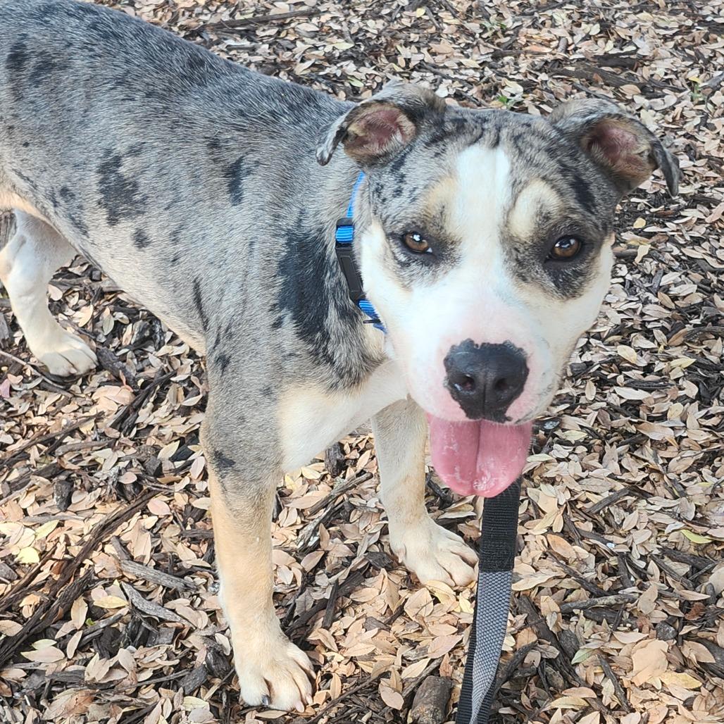 Enlarge Prada, a Adoptable Mixed Breed in Hamilton, GA image 5/6