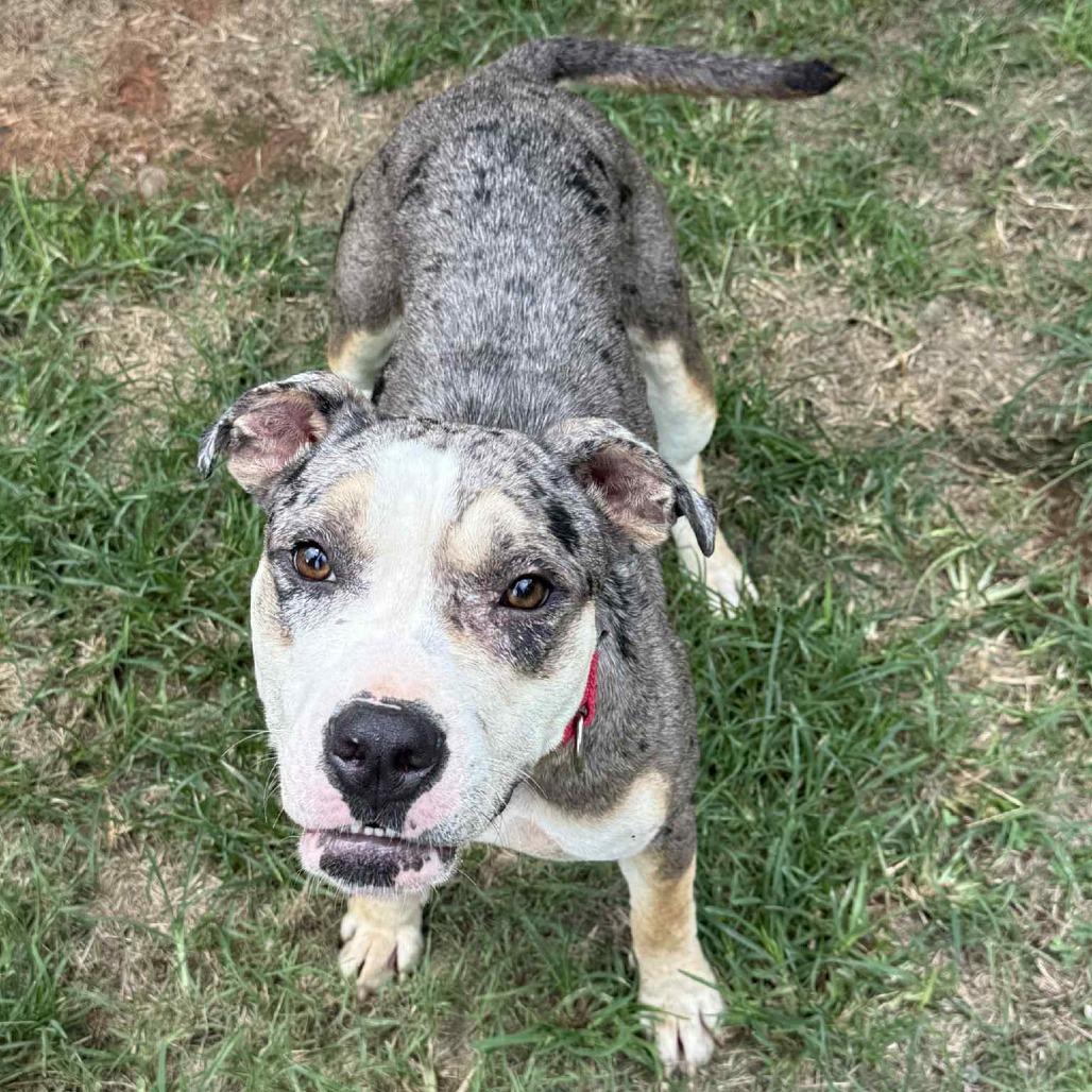 Enlarge Prada, a Adoptable Mixed Breed in Hamilton, GA image 6/6