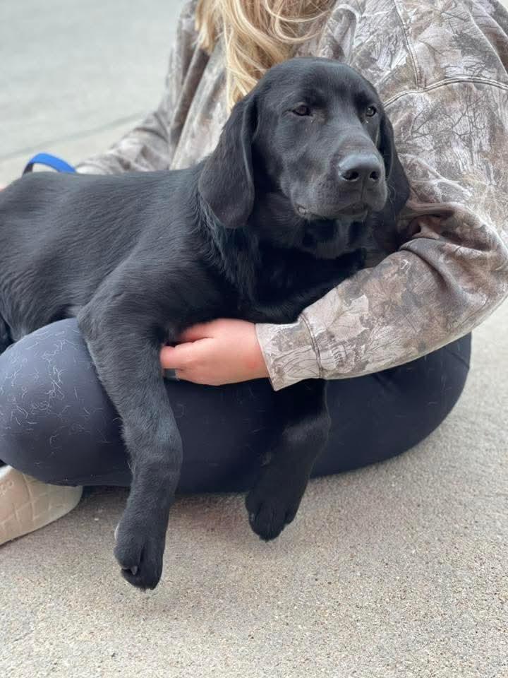 OAKLEY, a ADOPTABLE Black Labrador Retriever in Lincoln, NE image 3/5