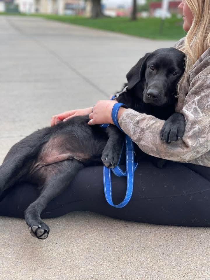 OAKLEY, a ADOPTABLE Black Labrador Retriever in Lincoln, NE image 4/5