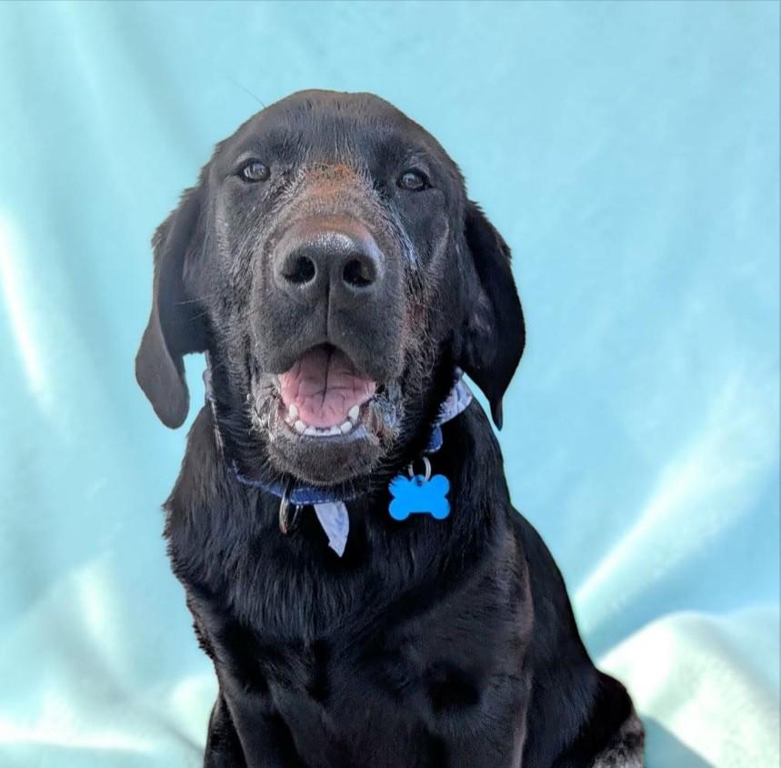 OAKLEY, a ADOPTABLE Black Labrador Retriever in Lincoln, NE image 5/5