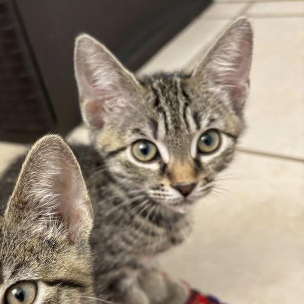 Rajah, Adoptable, Kitten Male Domestic Short Hair.